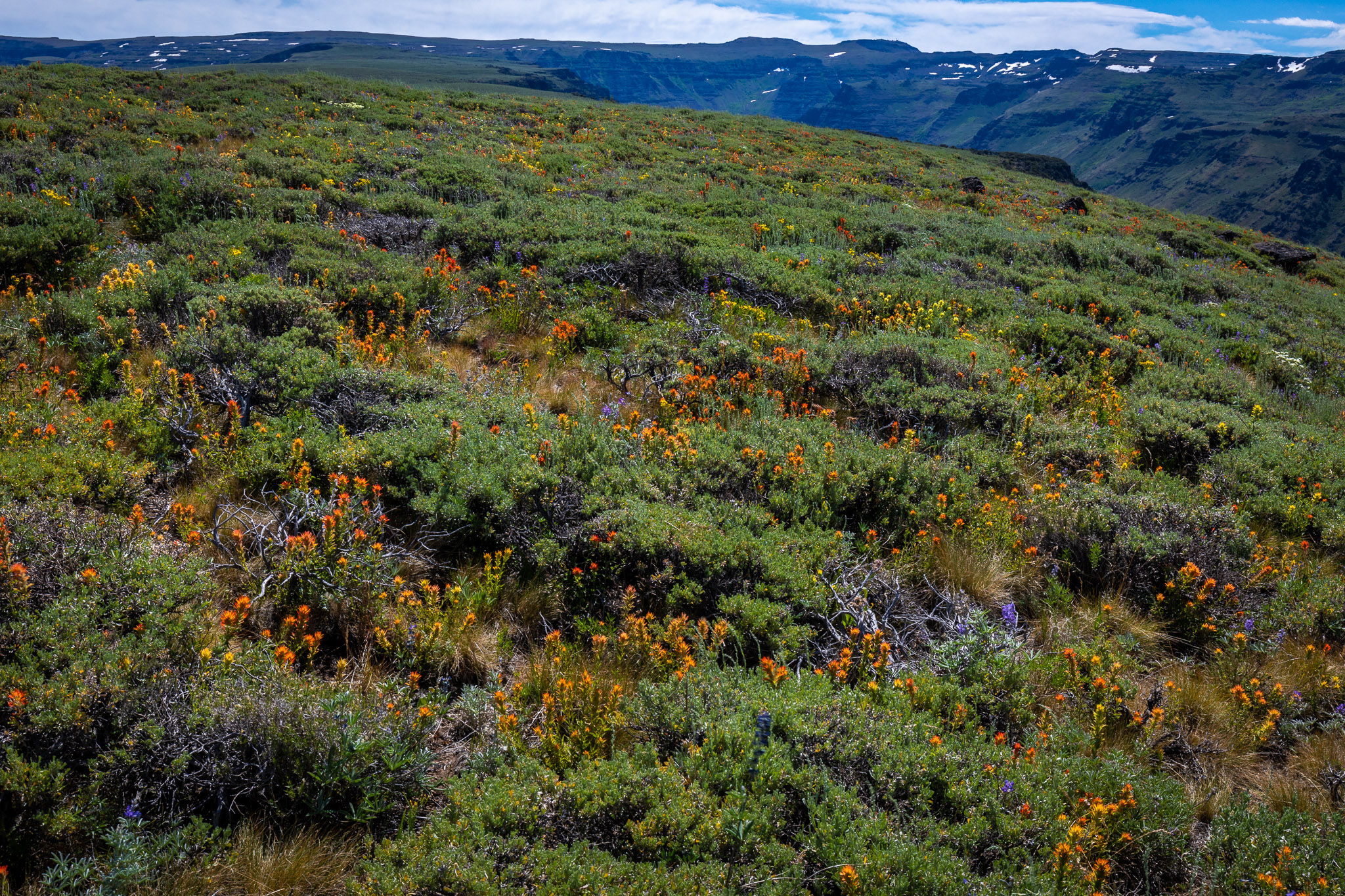 Wildflower-filled 8000' sage tableland