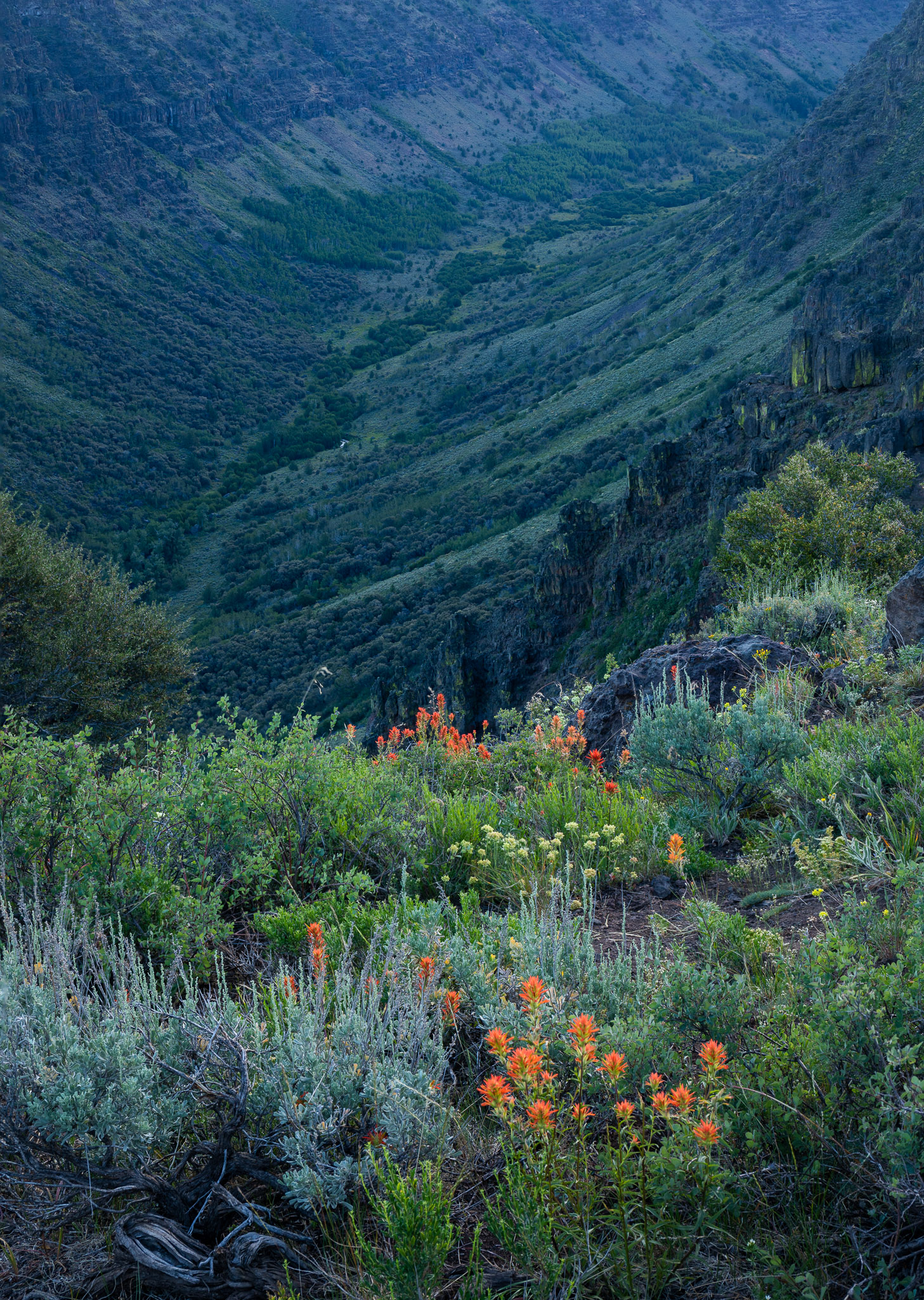 Wildflowers overlooking Little Blitzen Gorge