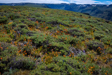 Wildflower-filled 8000' sage tableland