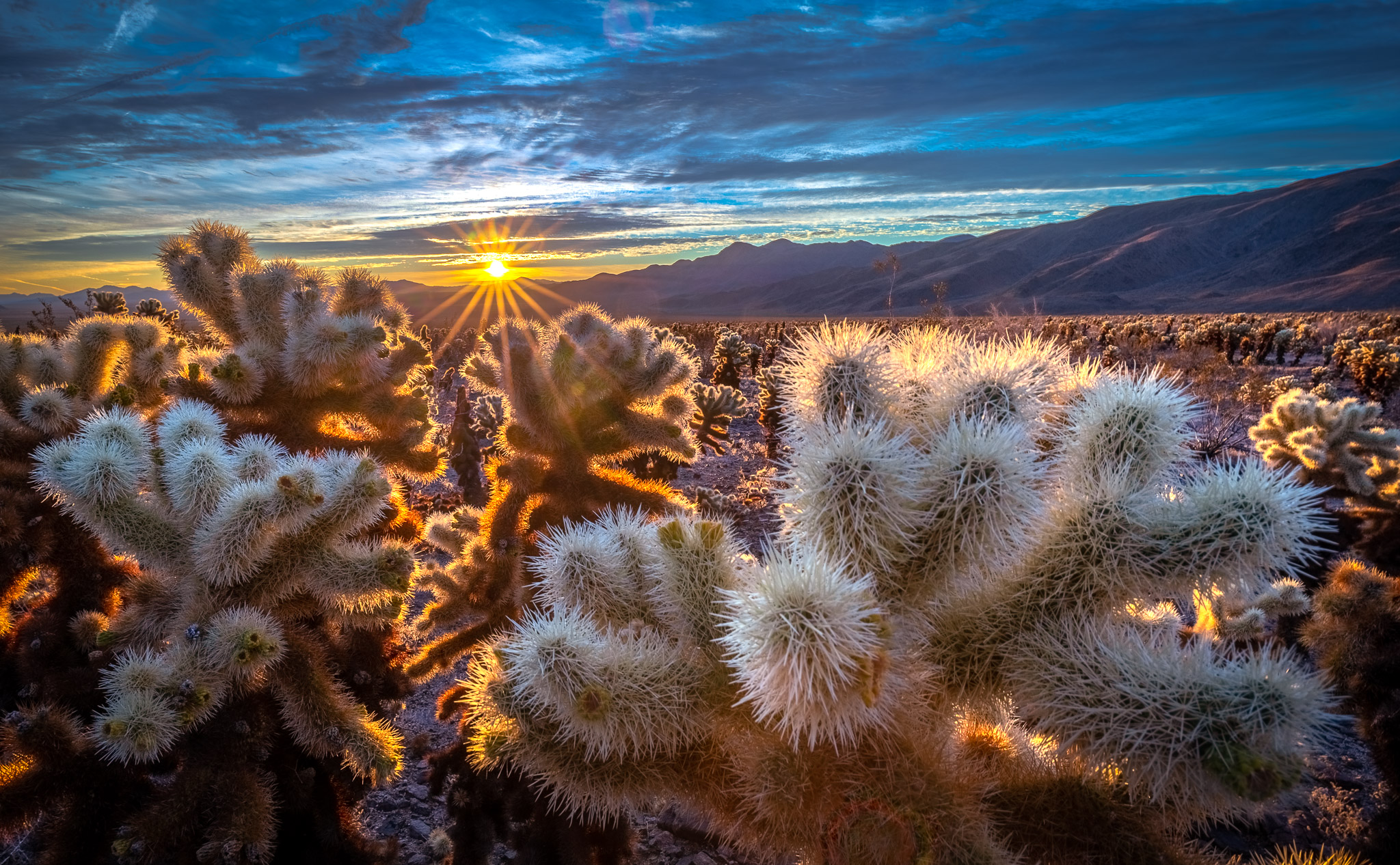 Joshua Tree Cholla Sunrise