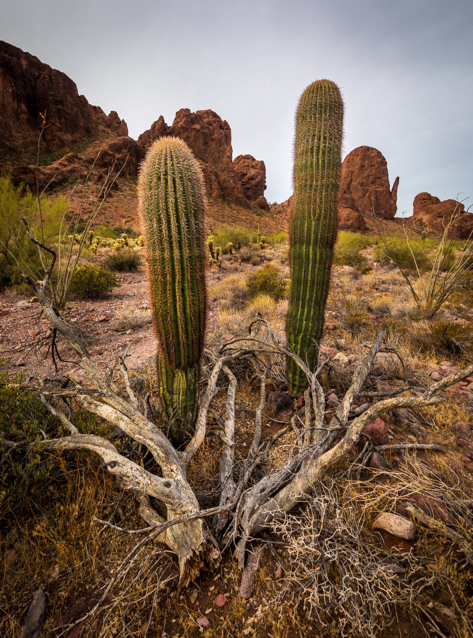 Kofa Queen Canyon