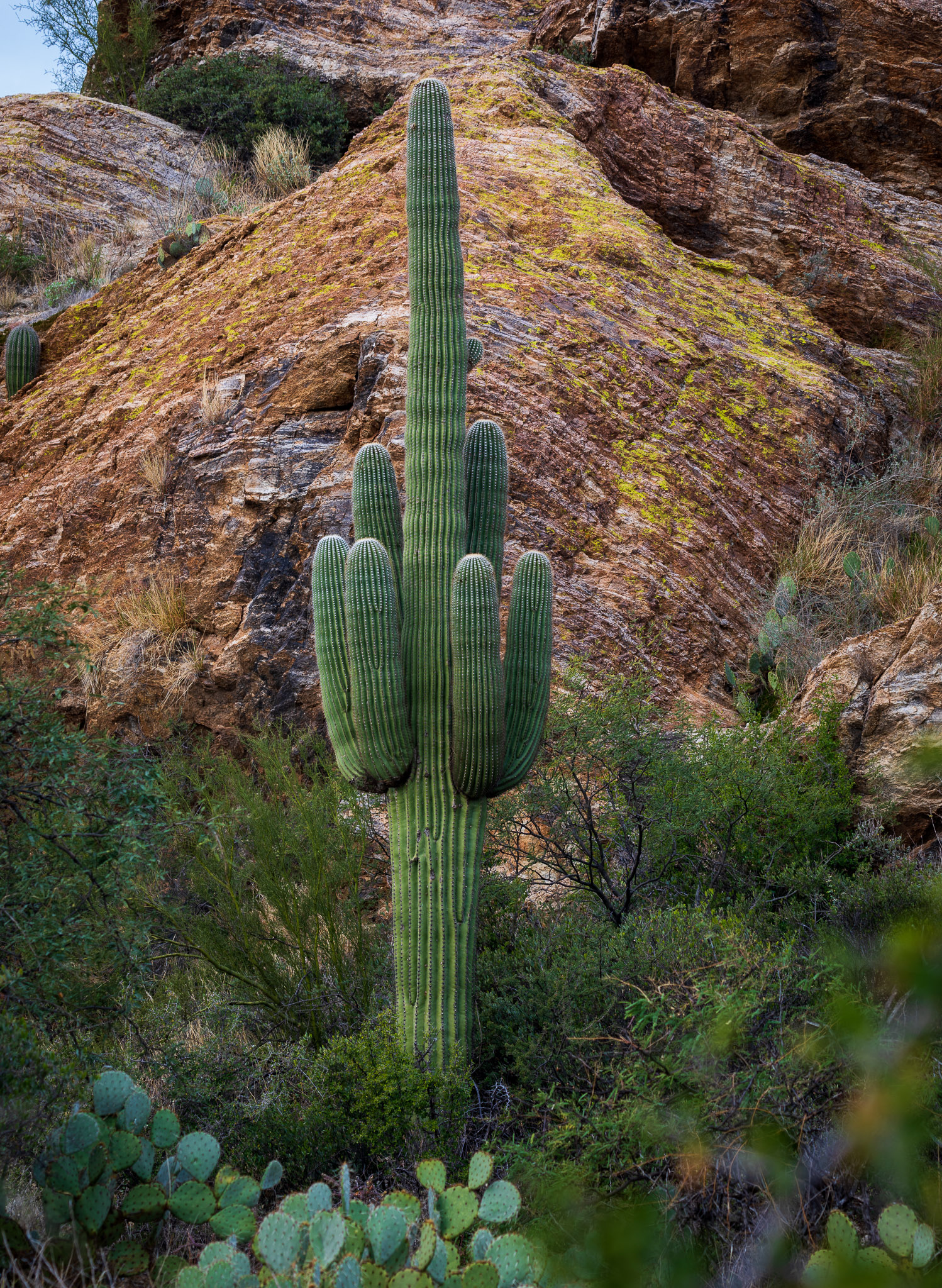 Saguaro National Park, East