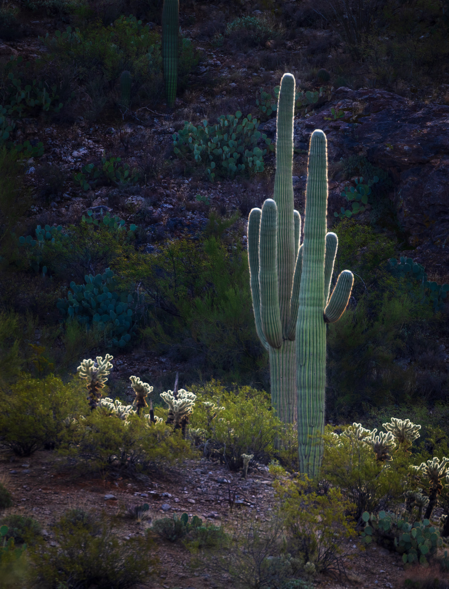 Tucson's Mountain Park