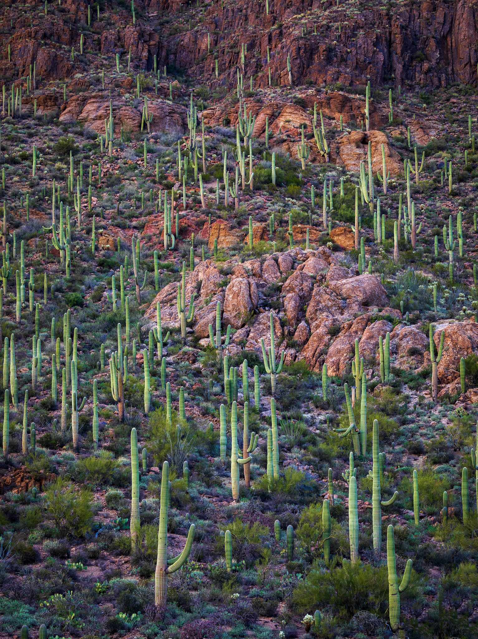 Tucson's Mountain Park