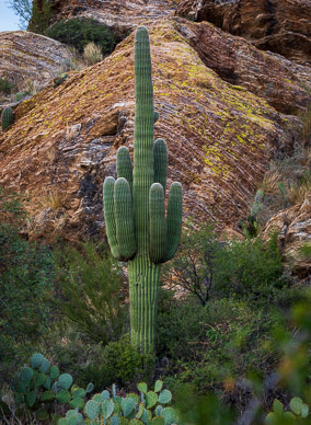 Saguaro National Park, East