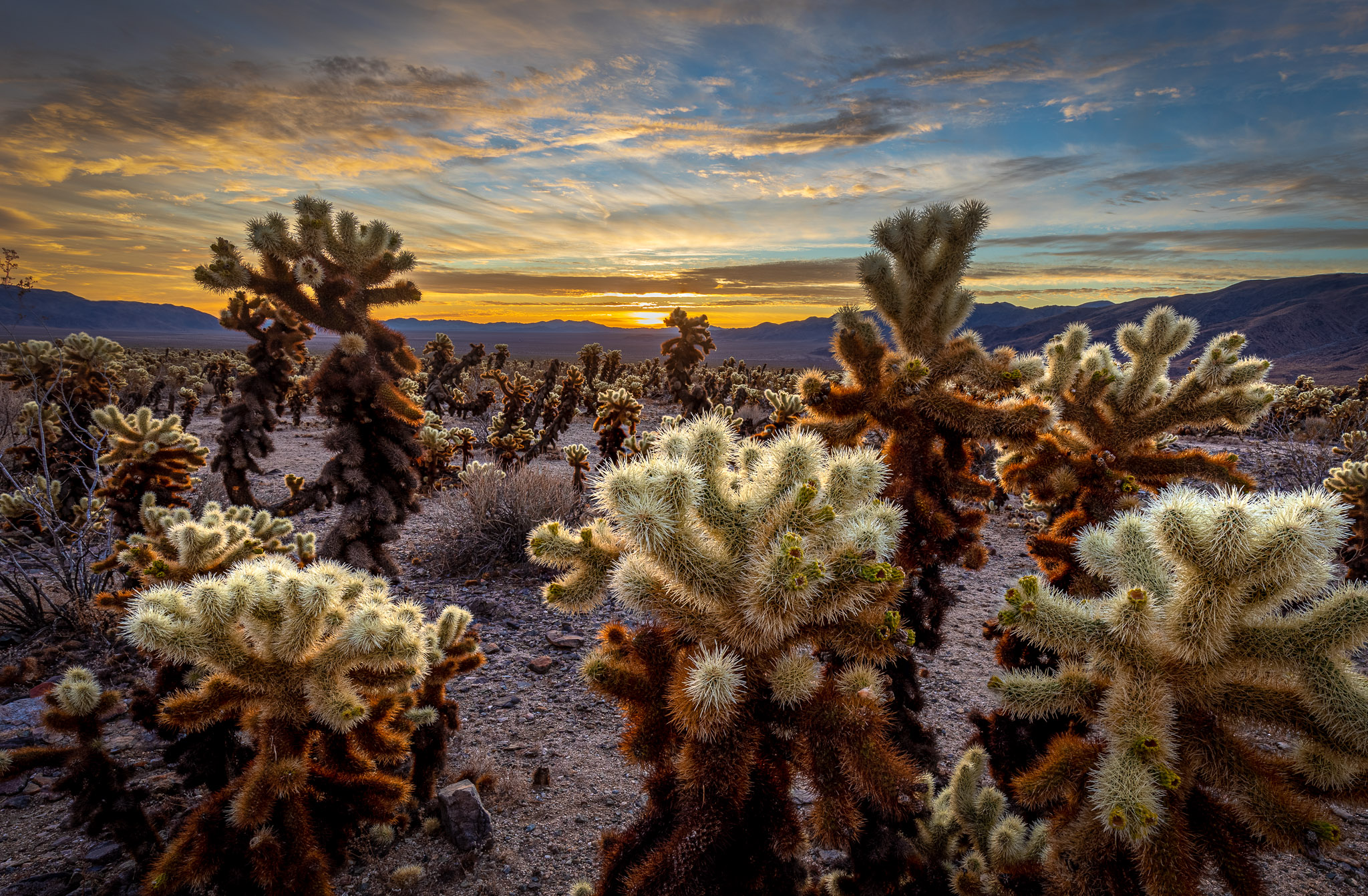 Joshua Tree Cholla Sunrise