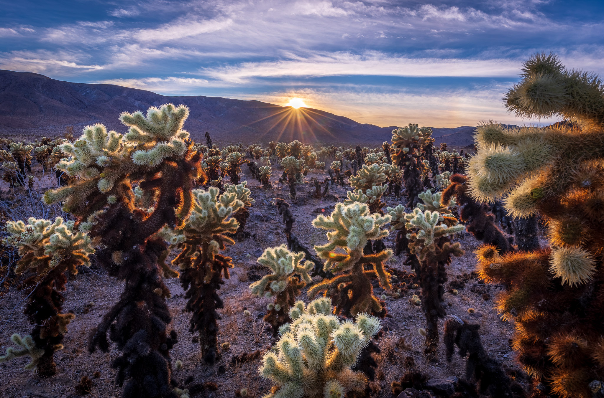 Joshua Tree Cholla Sunset