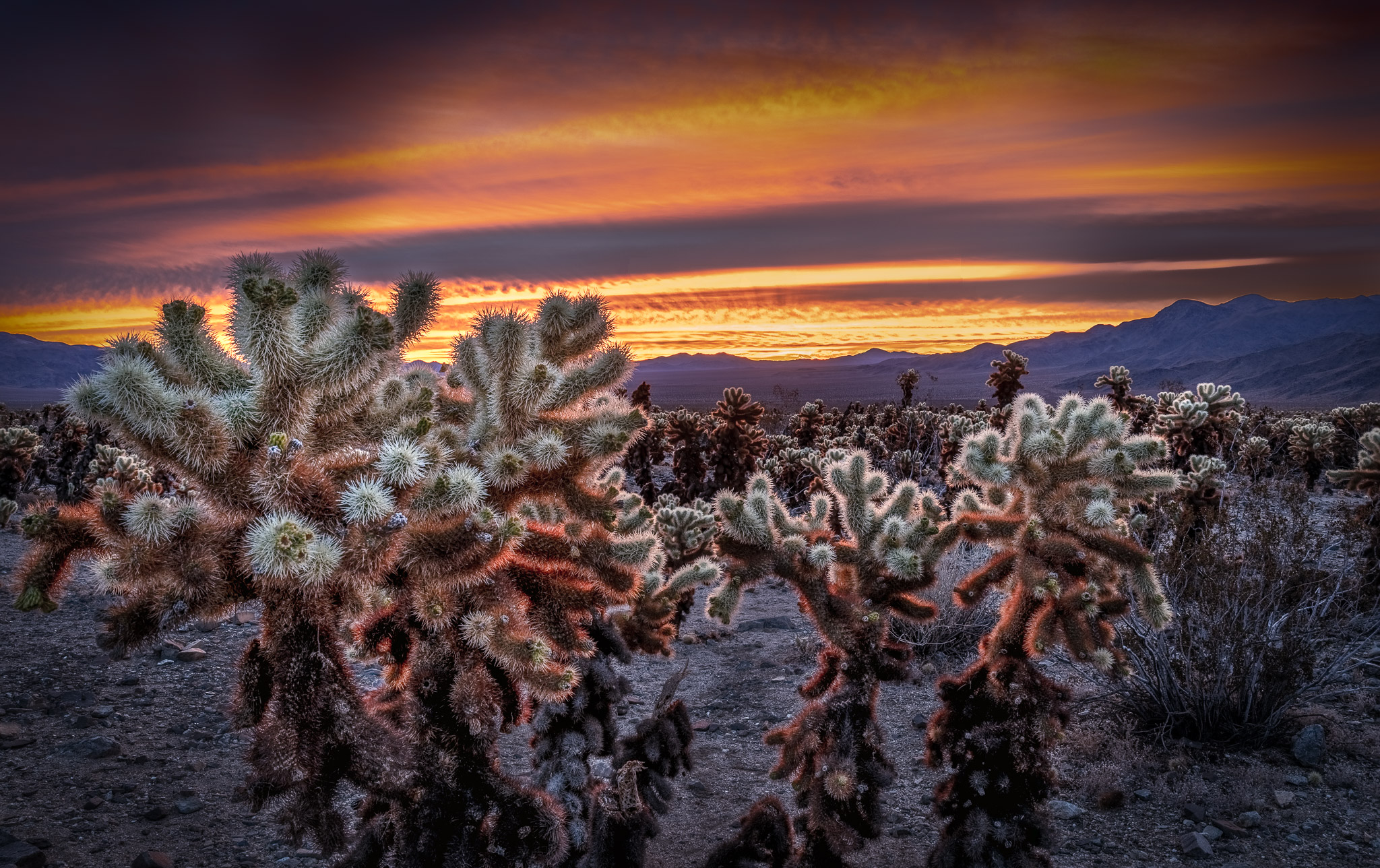 Joshua Tree Cholla Sunrise