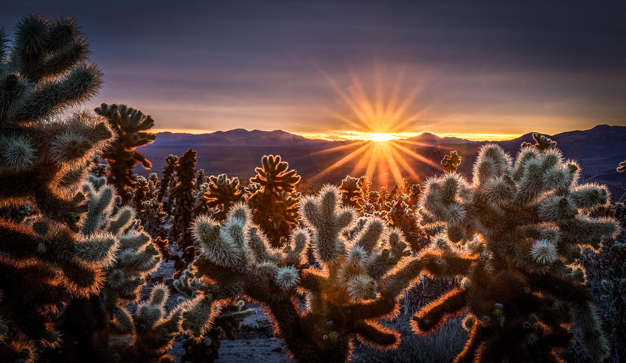 Joshua Tree Cholla Sunrise