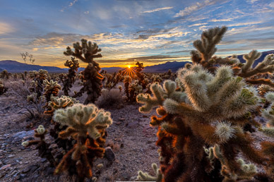 Joshua Tree Cholla Sunrise