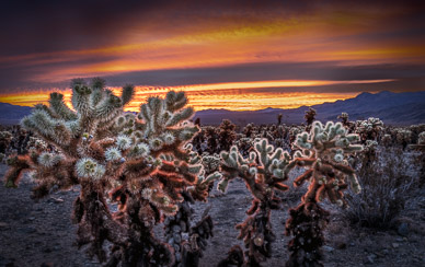 Joshua Tree Cholla Sunrise