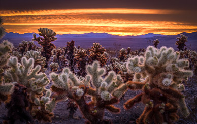 Joshua Tree Cholla Sunrise