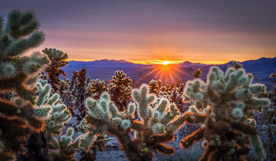 Joshua Tree Cholla Sunrise