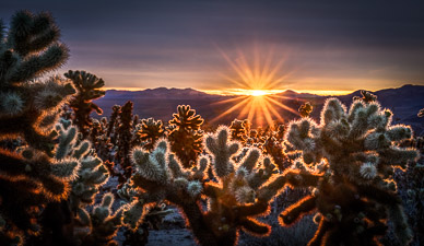 Joshua Tree Cholla Sunrise