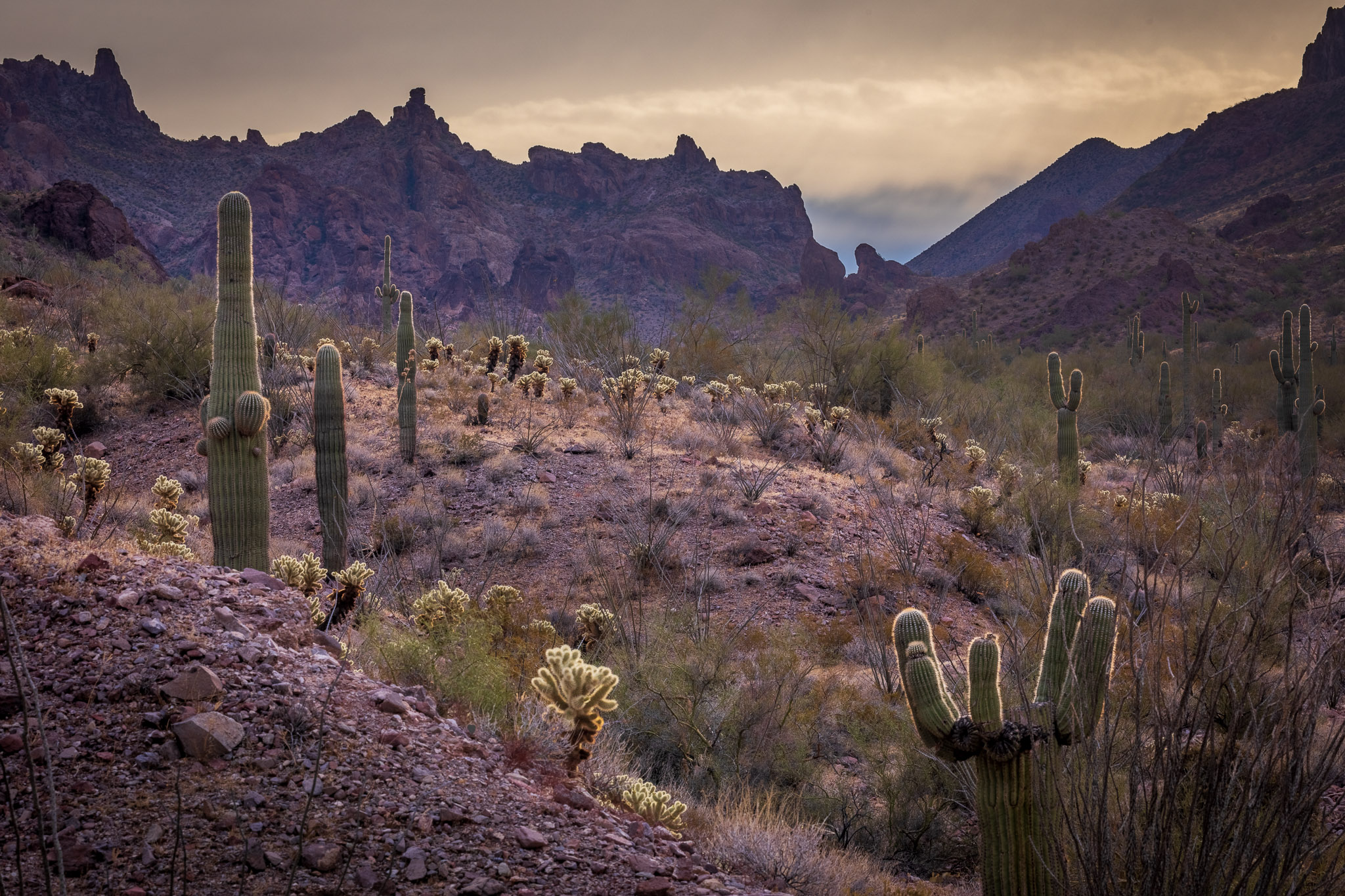 Kofa Queen Canyon