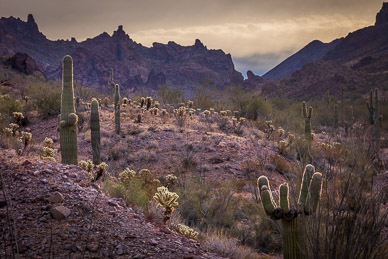 Kofa Queen Canyon