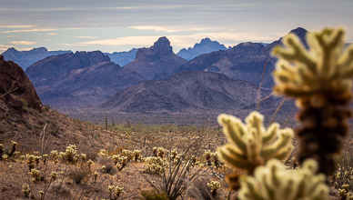 Looking out from Kofa Queen Canyon's entrance