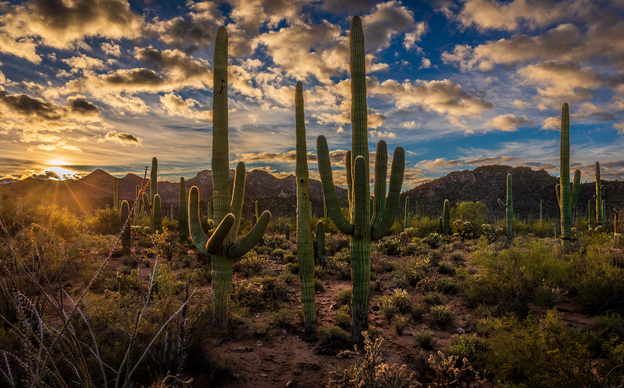 Saguaro National Park, West