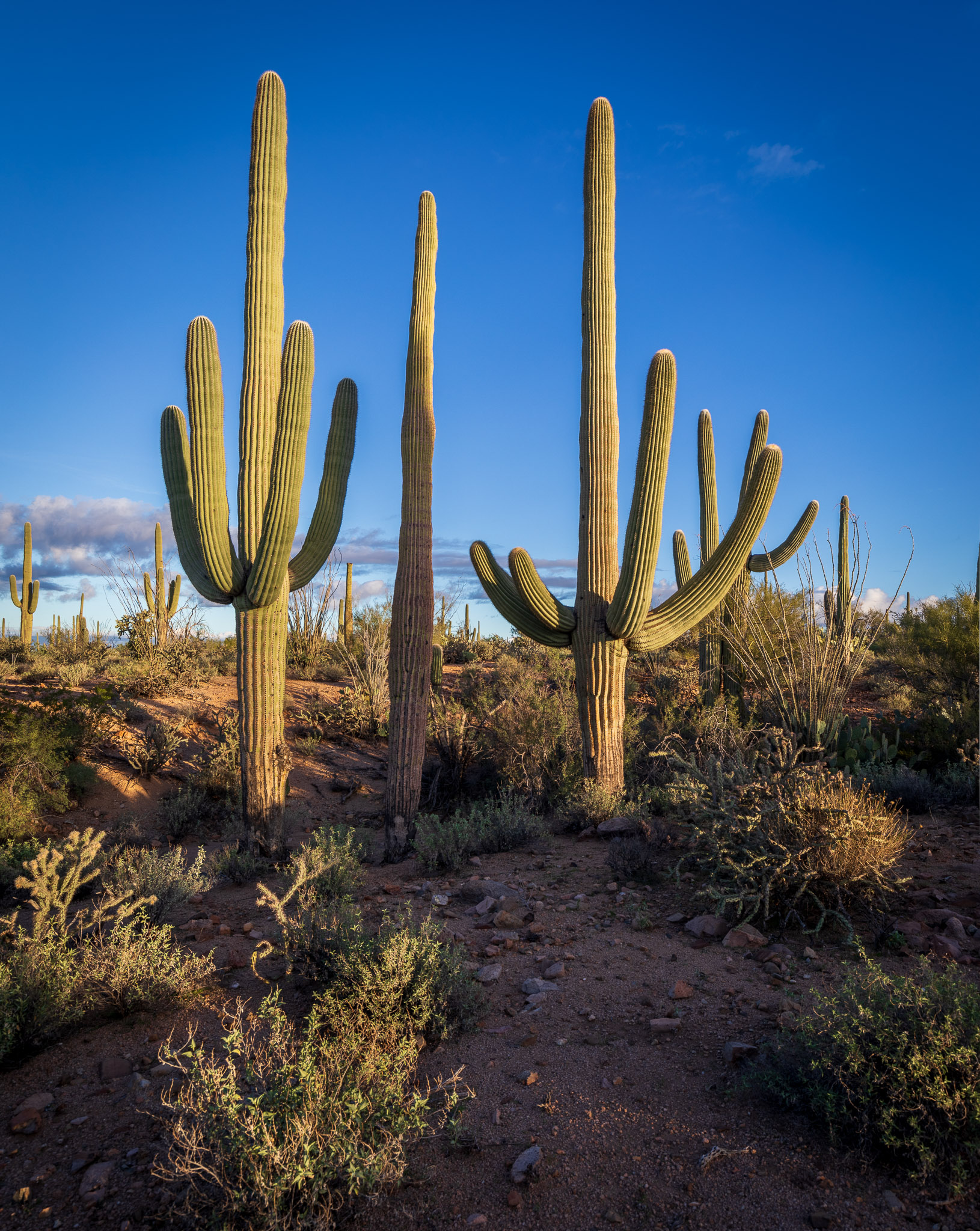 Saguaro National Park, West