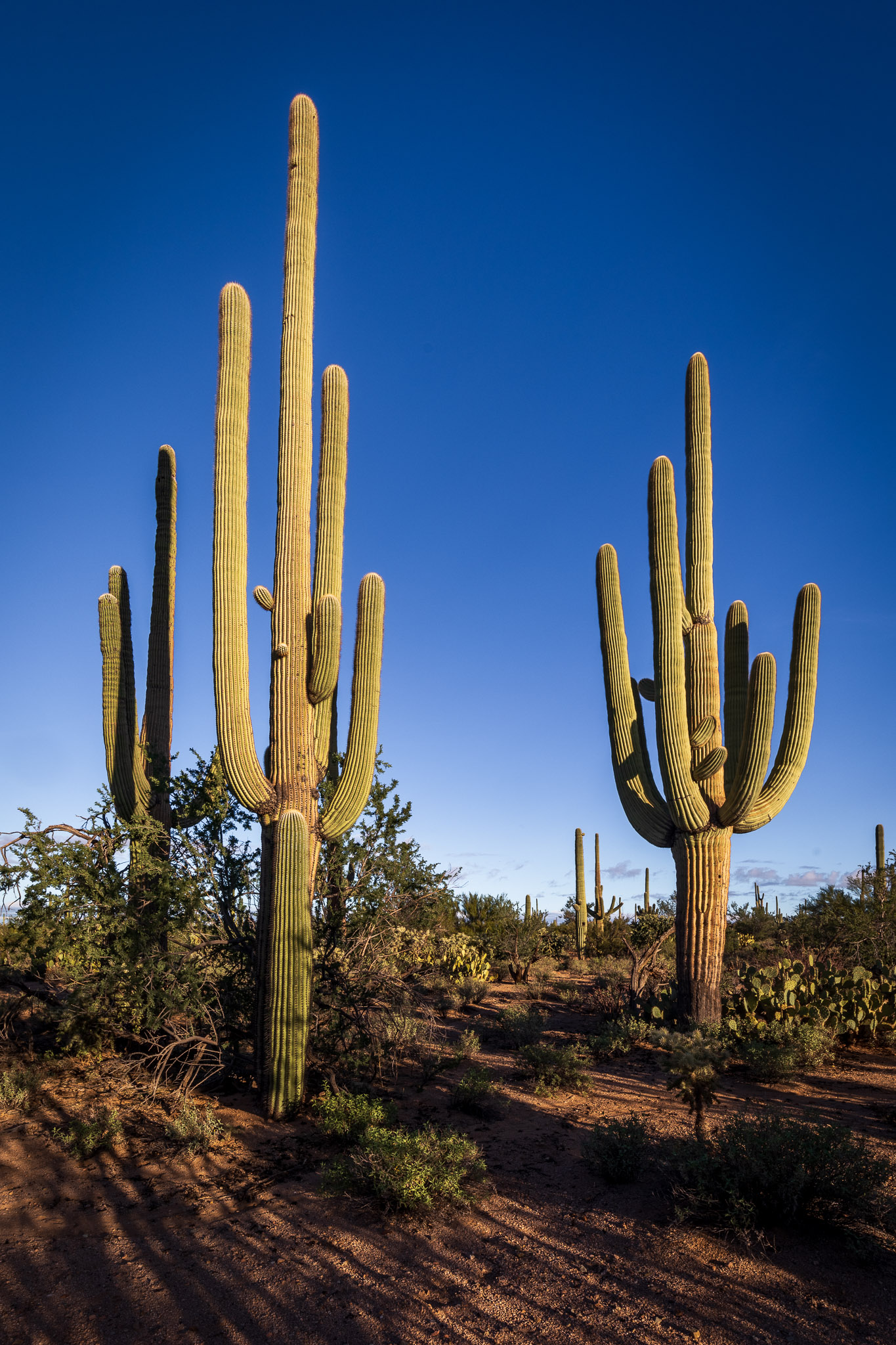 Saguaro National Park, West