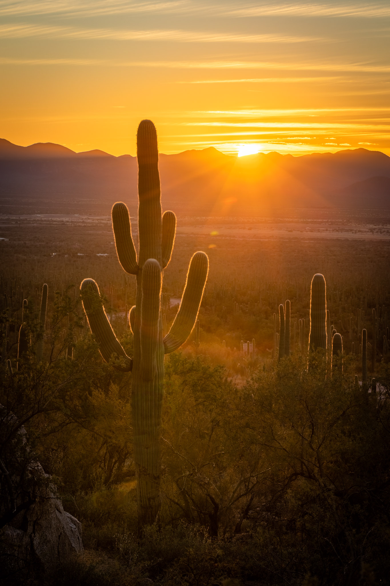 Saguaro National Park, West