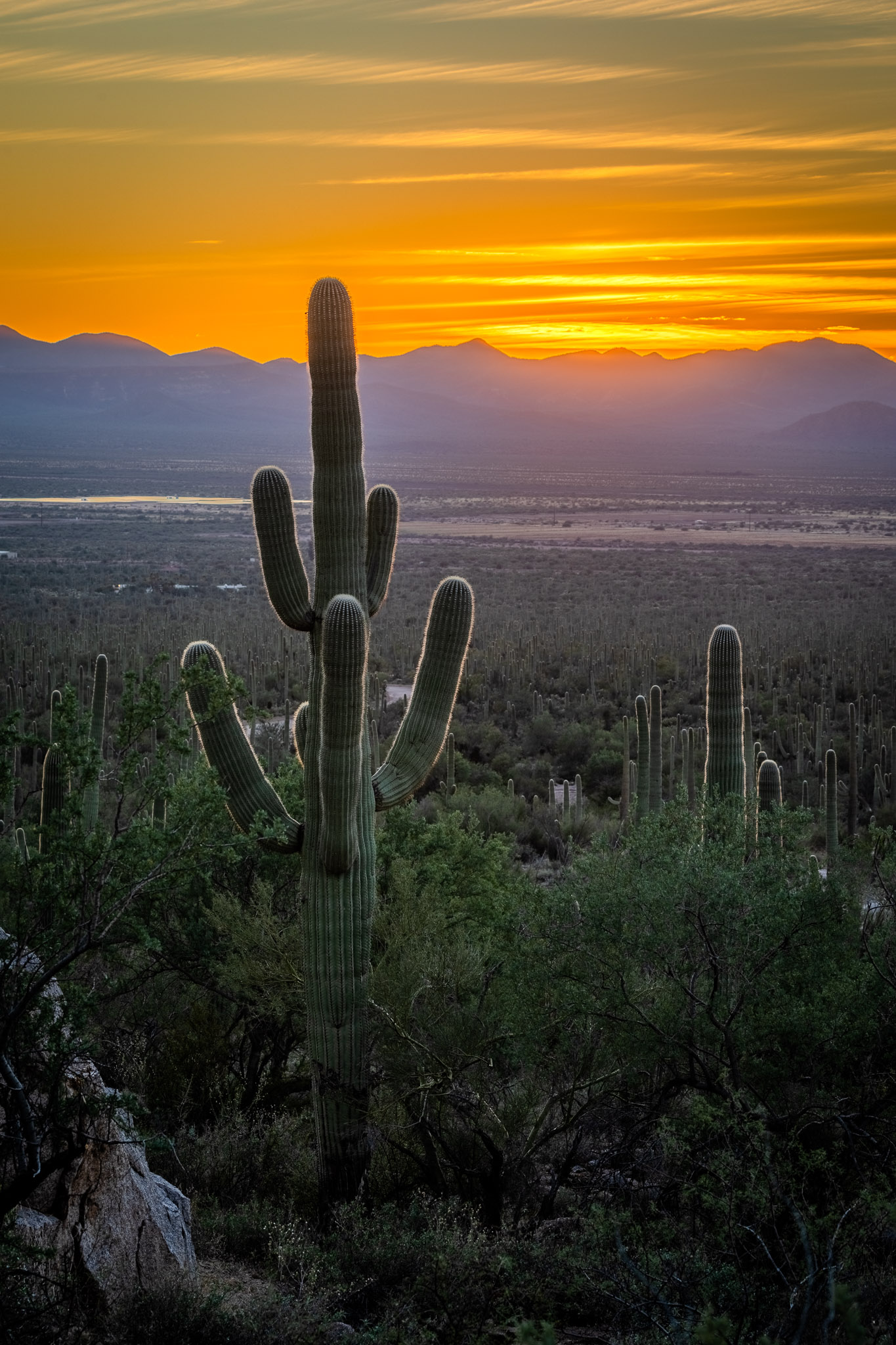 Saguaro National Park, West