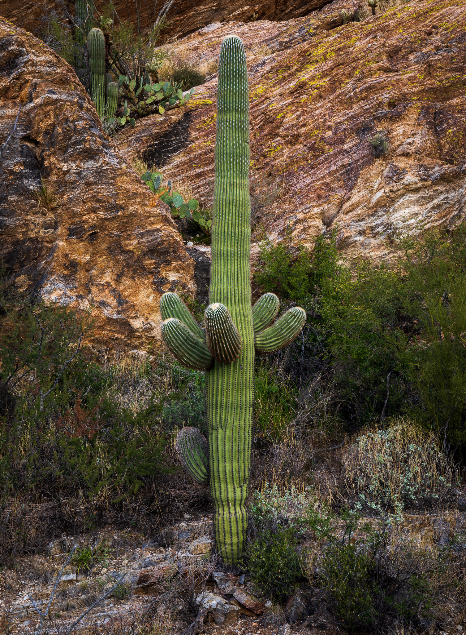 Saguaro National Park, East