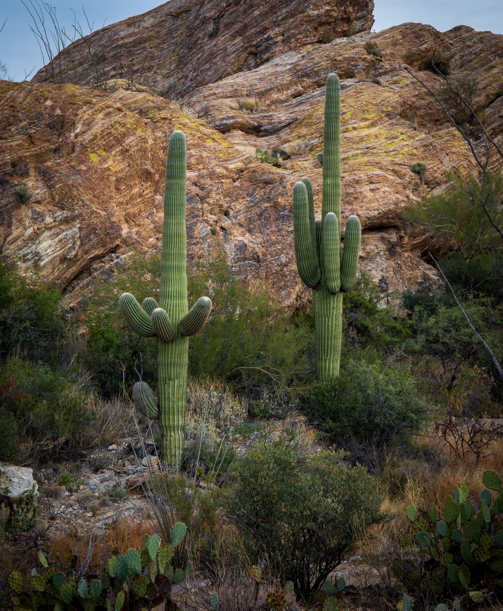 Saguaro National Park, East