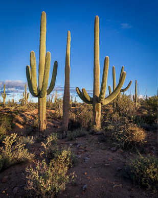 Saguaro National Park, West