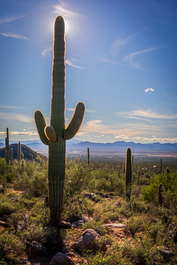 Saguaro National Park, West