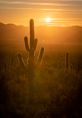 Saguaro National Park, West