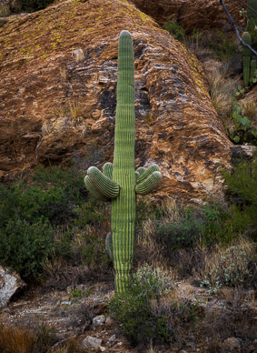 Saguaro National Park, East