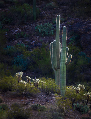 Tucson's Mountain Park