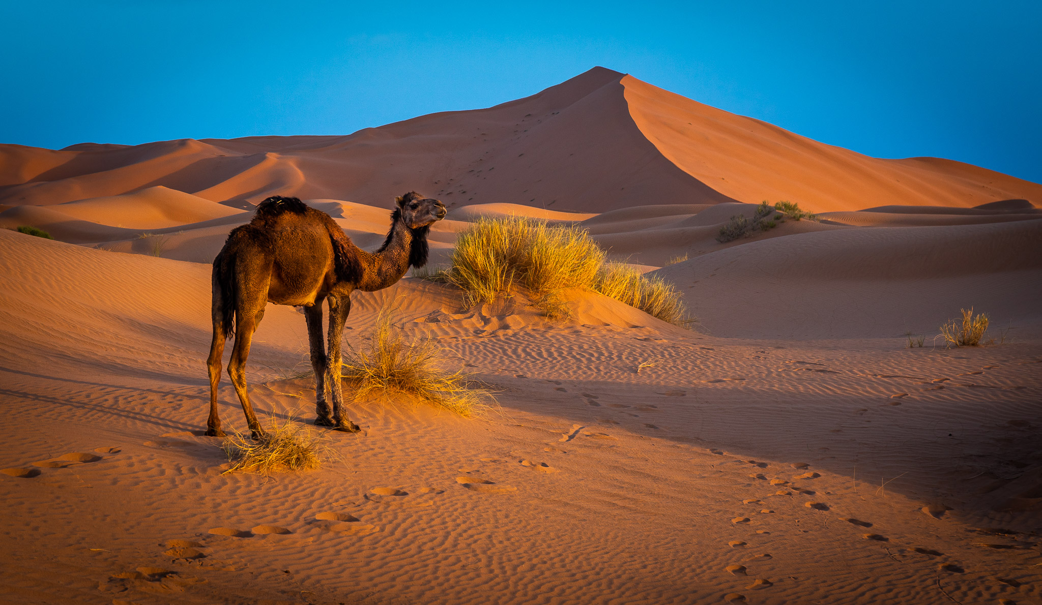 Morning on Erg Chebbi dunes