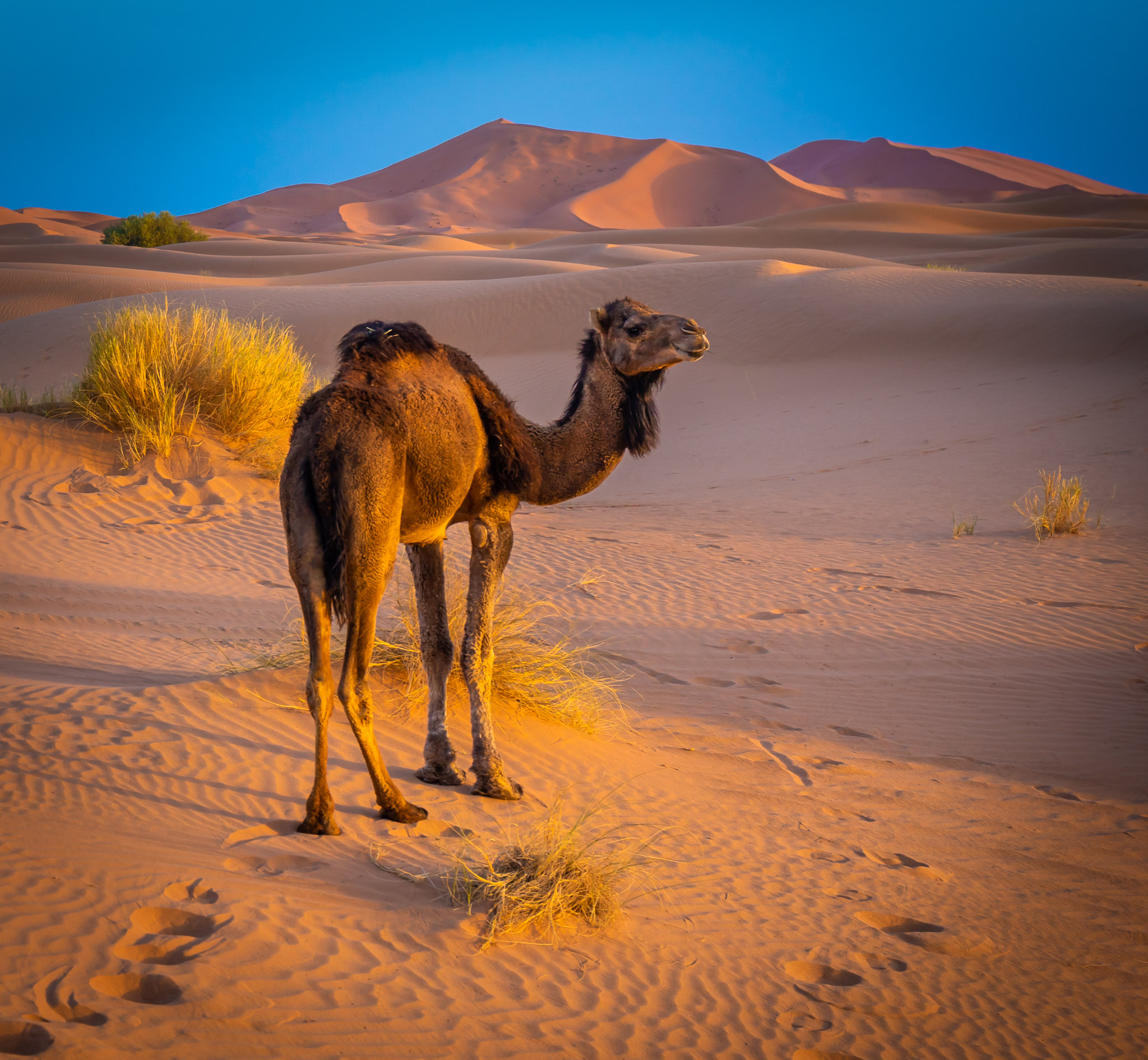 Erg Chebbi sunrise, Morocco