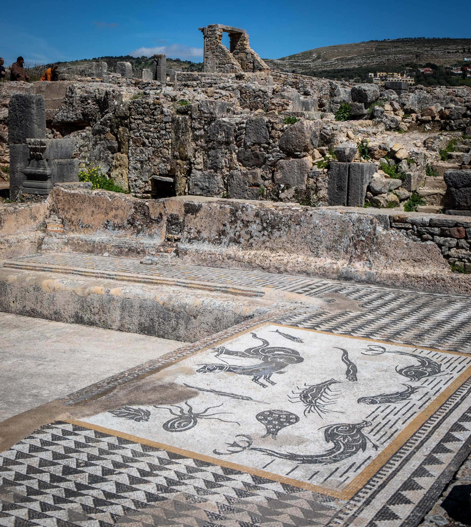 Volubilis mosaic