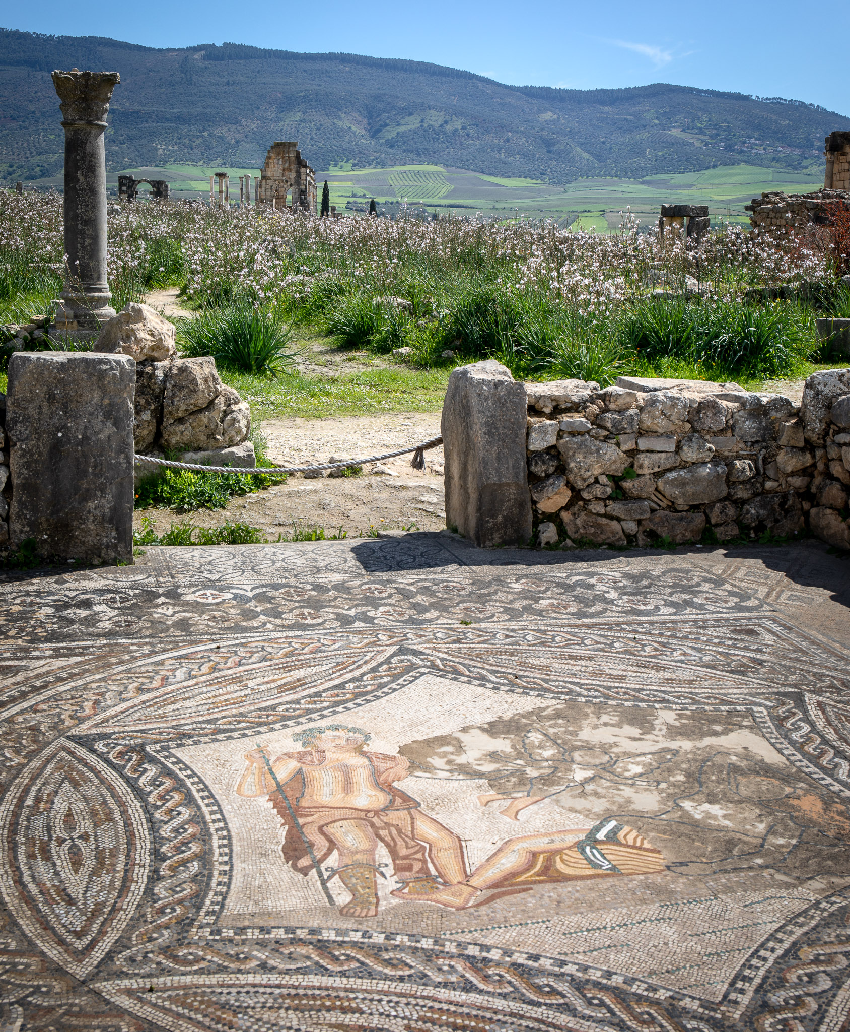 Volubilis mosaic