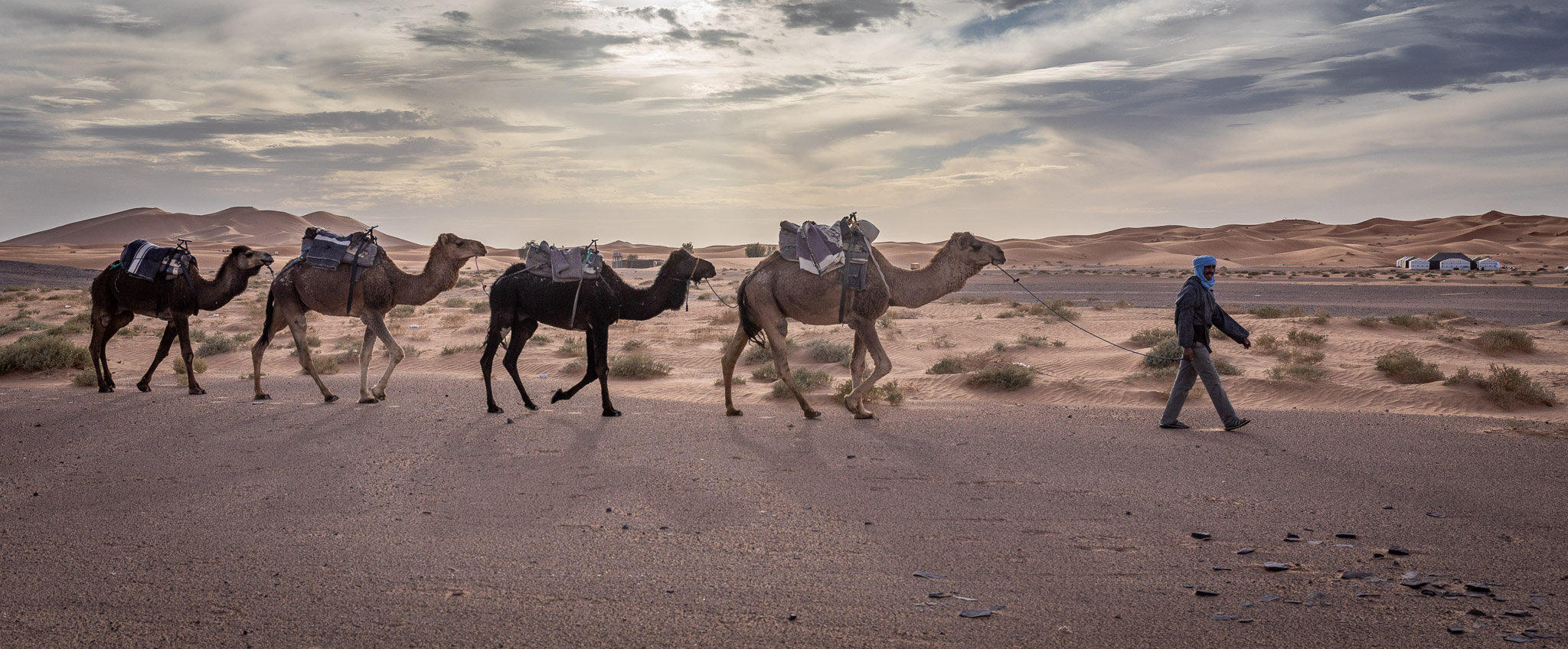 Camel ride to Erg Chebbi dunes