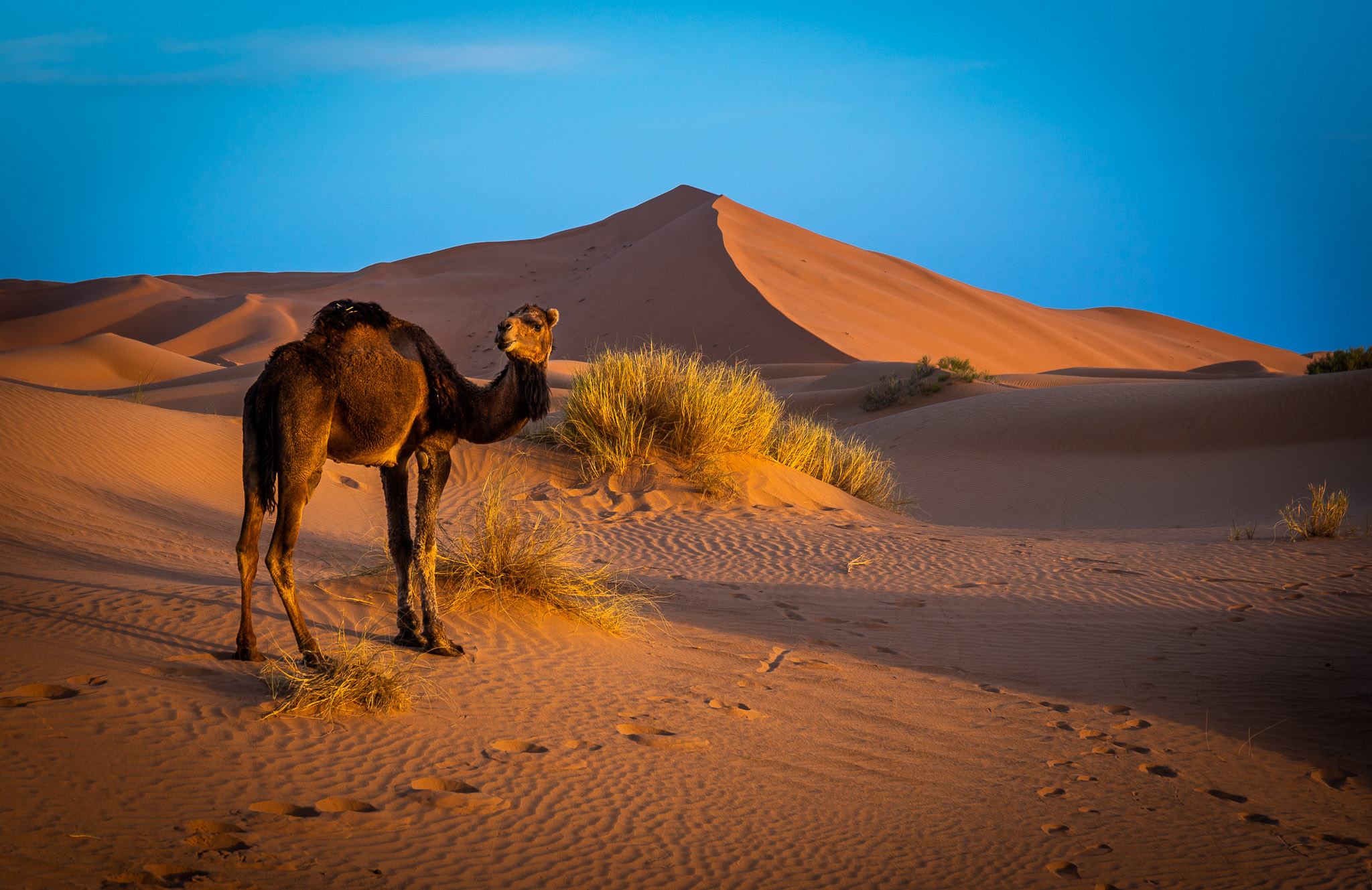 Morning on Erg Chebbi dunes