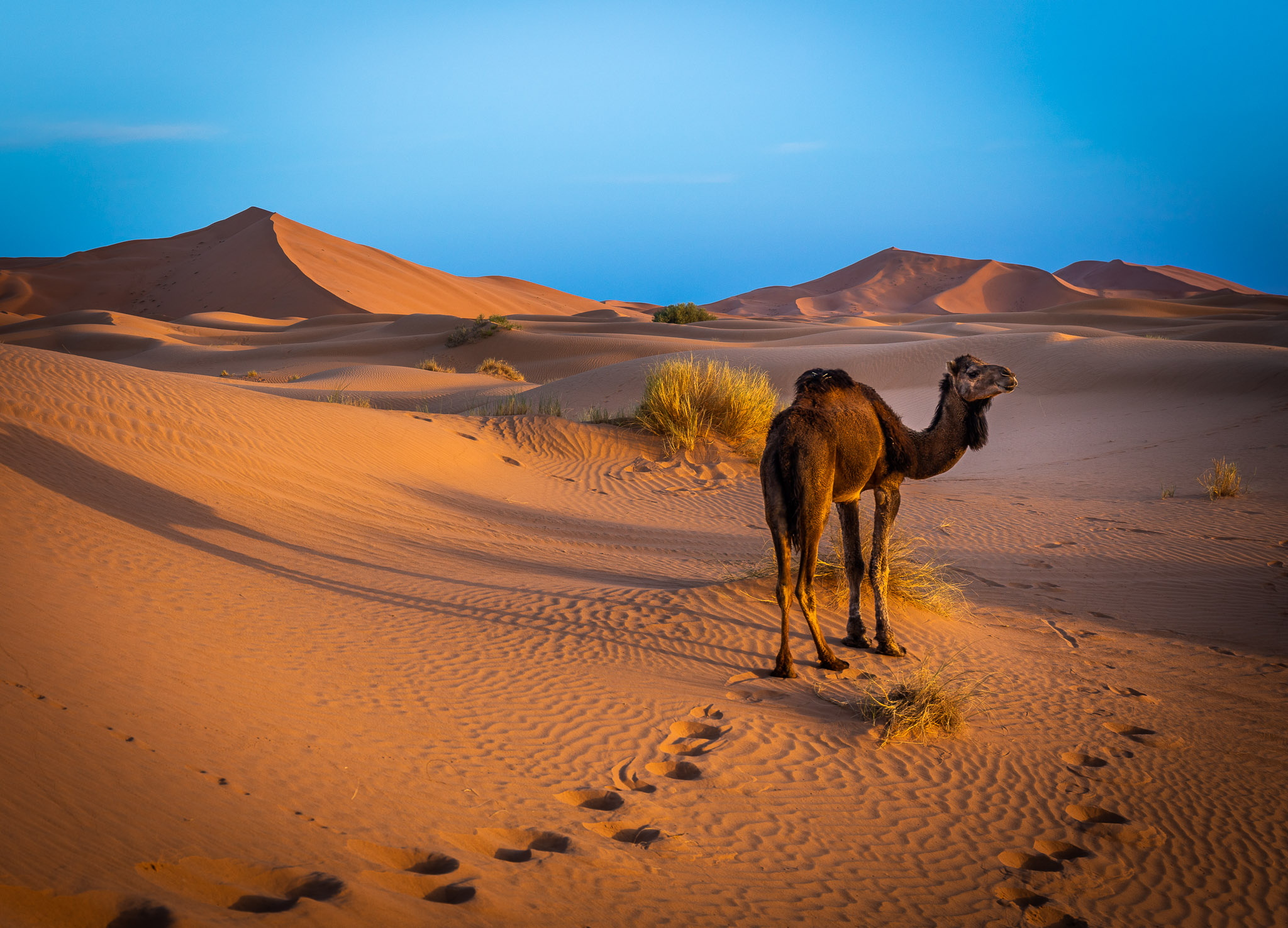 Morning on Erg Chebbi dunes