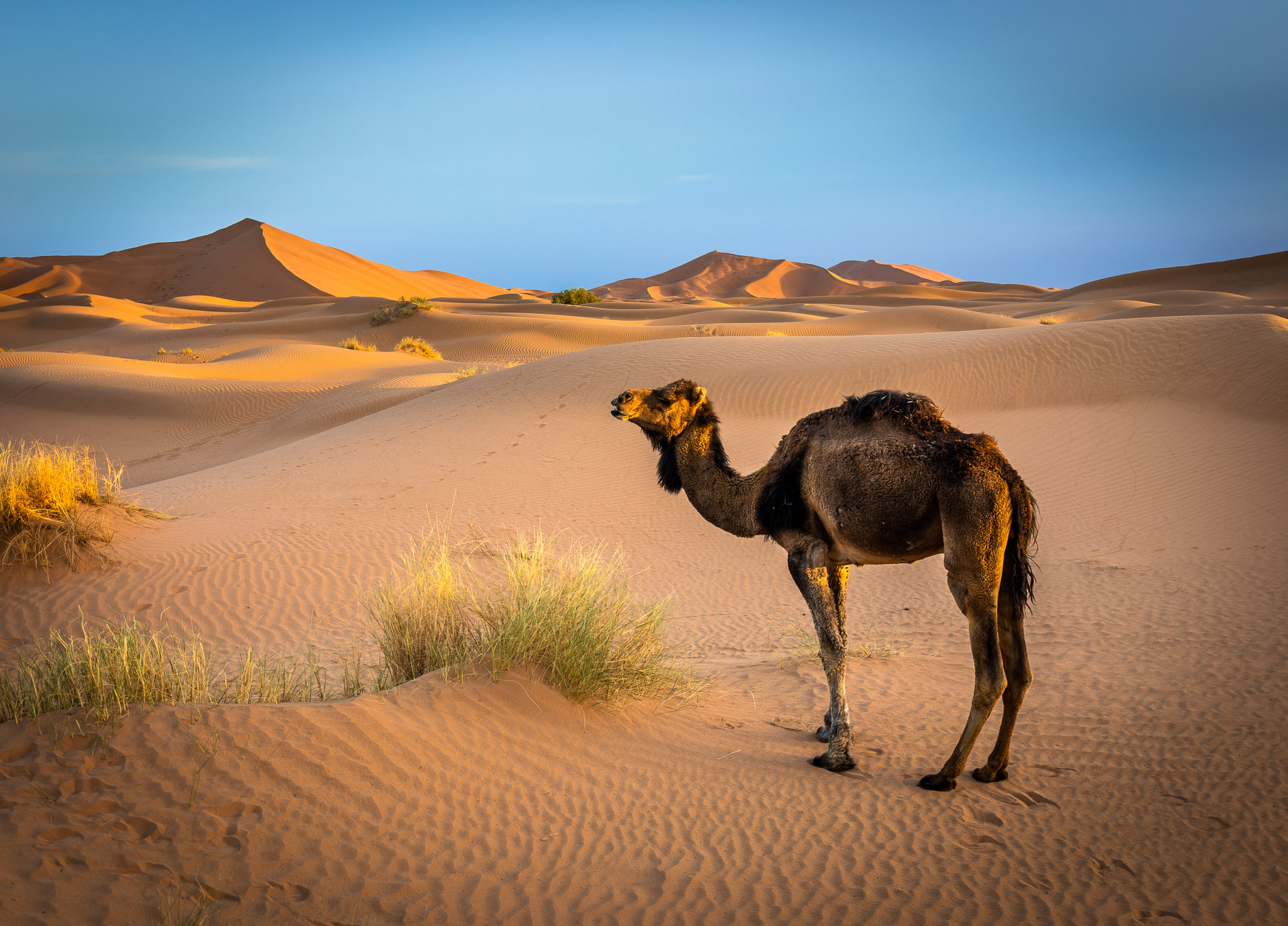 Morning on Erg Chebbi dunes