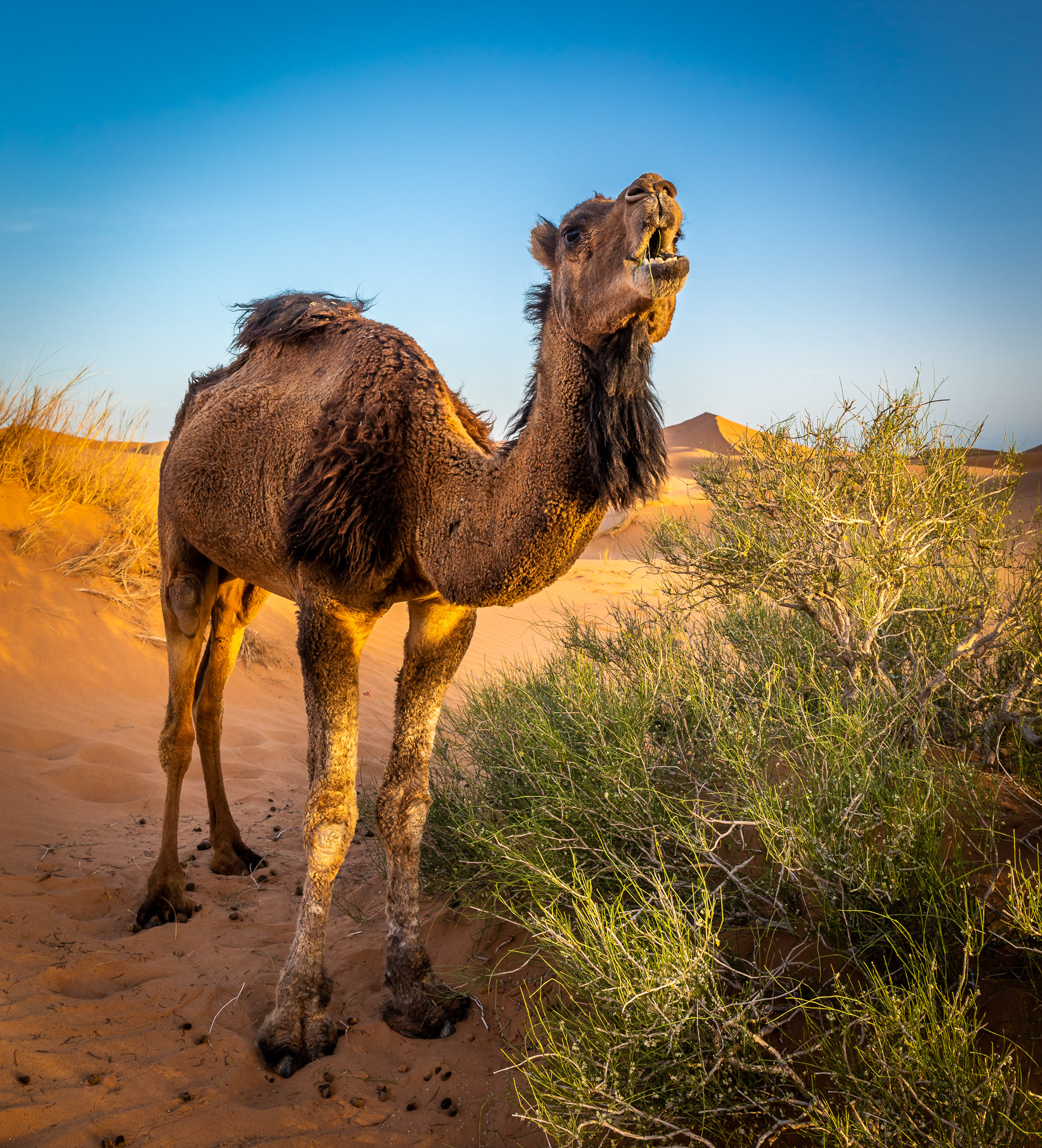 Morning on Erg Chebbi dunes