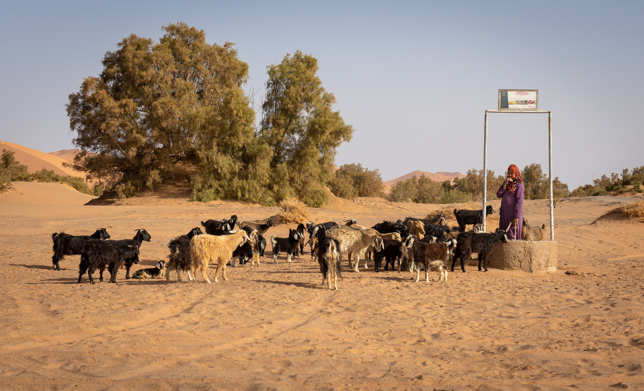 Nomadic goat herding