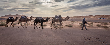 Camel ride to Erg Chebbi dunes