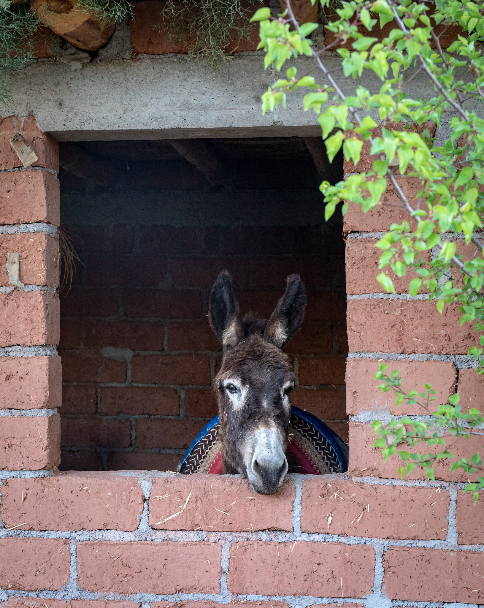 Kasbah Bab Ourika donkey