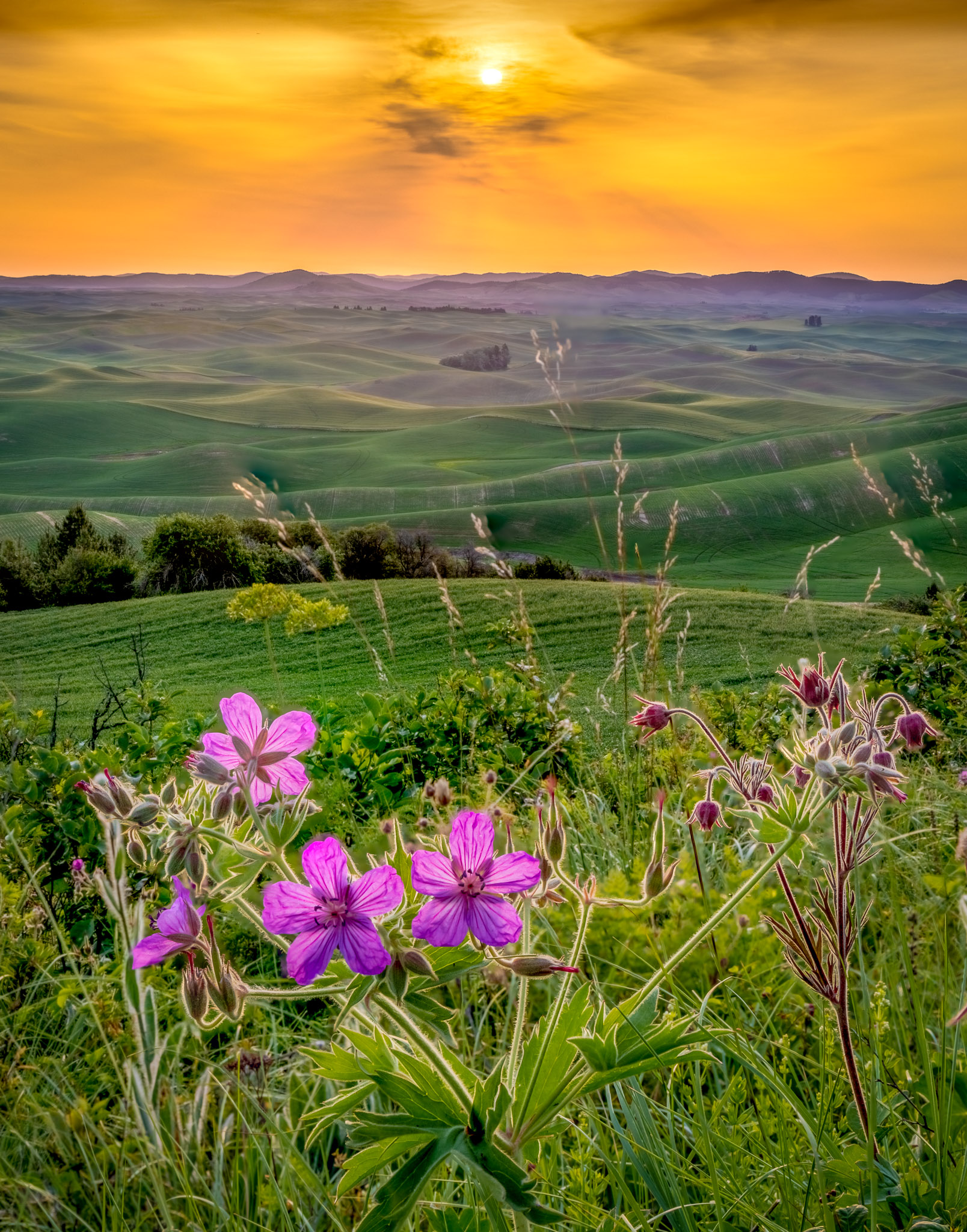 Steptoe Butte Morning