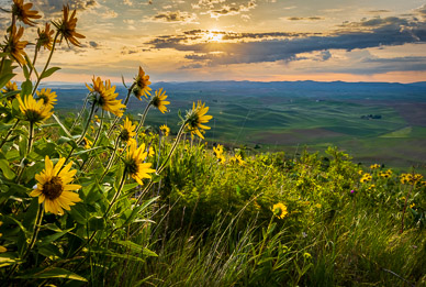 Steptoe Butte Morning