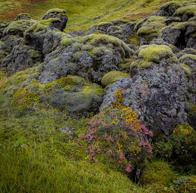 Moss near Hut Skælingar