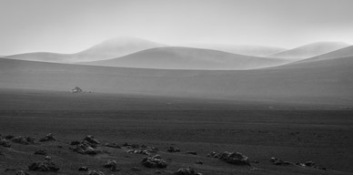 Strútur Black Desert