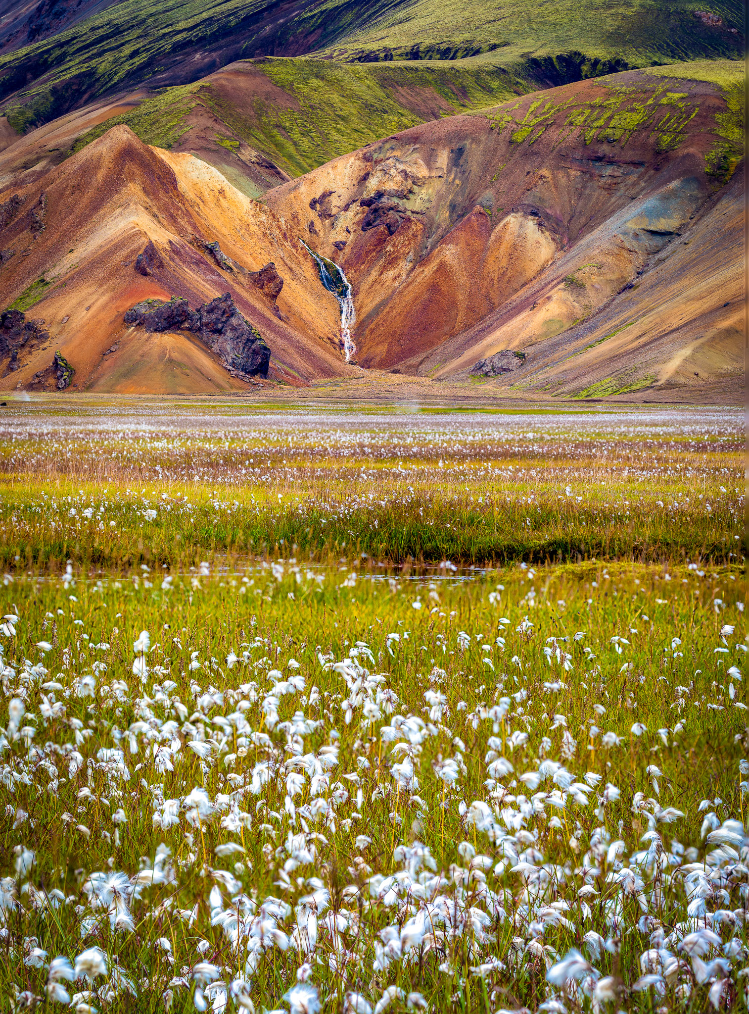 Landmannalaugar Meadow full of Cotton Grass